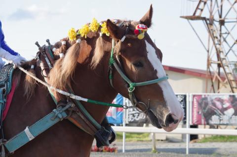 トップココライナー写真