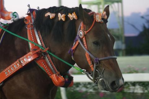 ホクセイキムタク写真