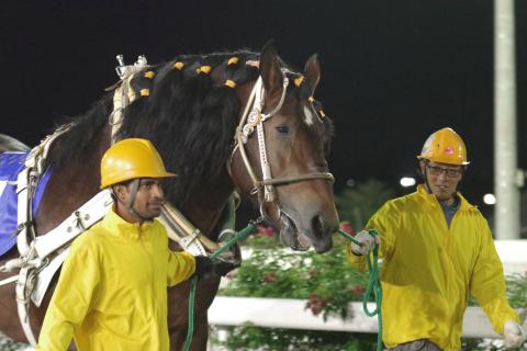 キャロル写真
