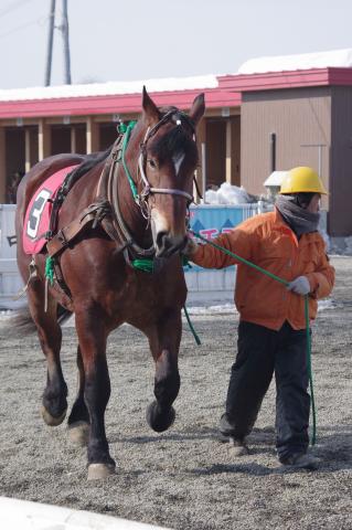 ヒトリムスメ写真