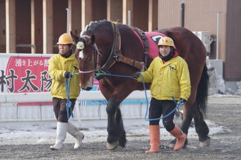 オオゾラグレース写真