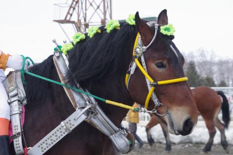 キタサカエカイザー写真