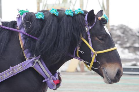 クロカゲパワー写真