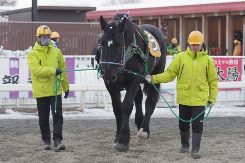 ウンカイダイマオー写真