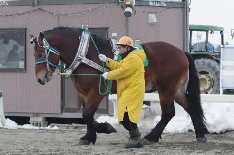 ホクセイテンリュウ写真