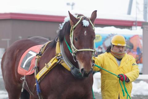 キョウエイエース写真