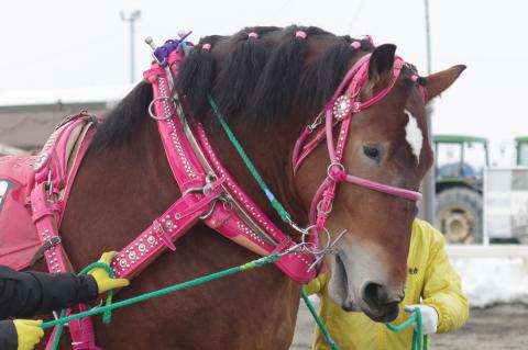 スターイチバン写真