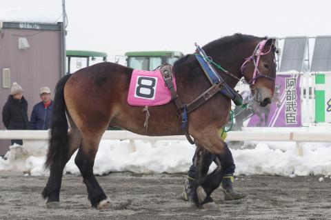 ミヤビハヤブサ写真