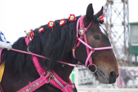 ホクセイサクラコ写真