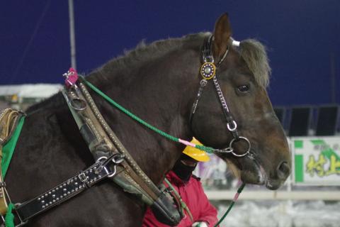 ゴールドハンター写真