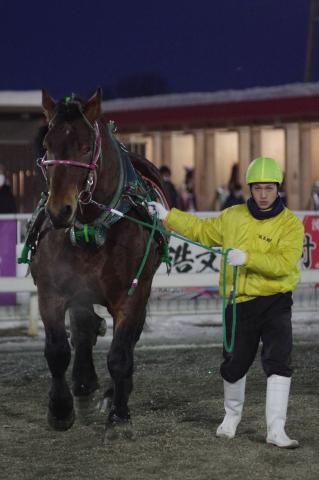 カイセドクター写真