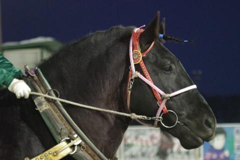 ジェイホース写真