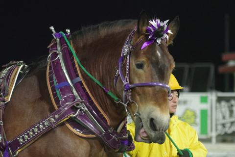 メムロボブサップ写真