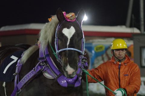 ホクセイハリアー写真