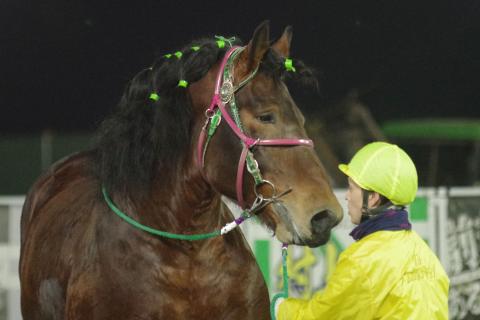 カイセドクター写真