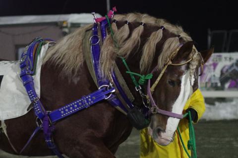 ヤマノセイウン写真