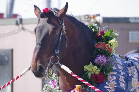 アオノブラック写真