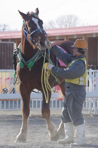 ペガサスホース写真