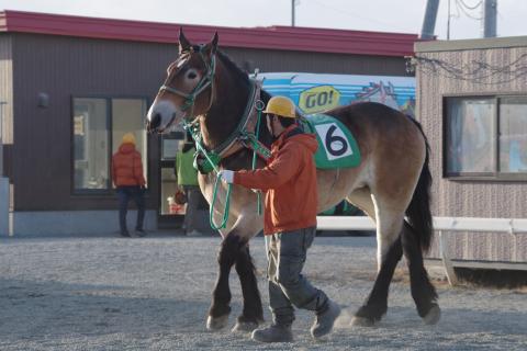 シンエイファイト写真