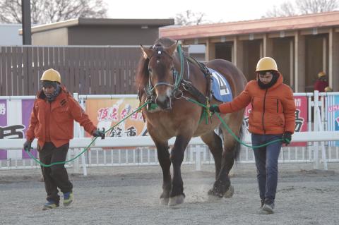 イワキダイフク写真
