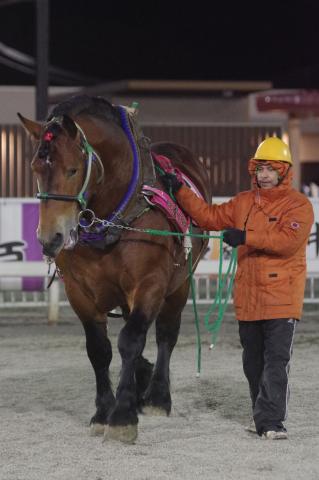 ホクセイタケタカラ写真