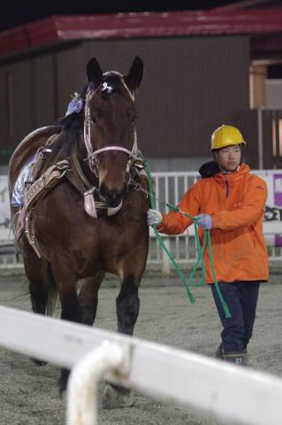 カツエアリー写真