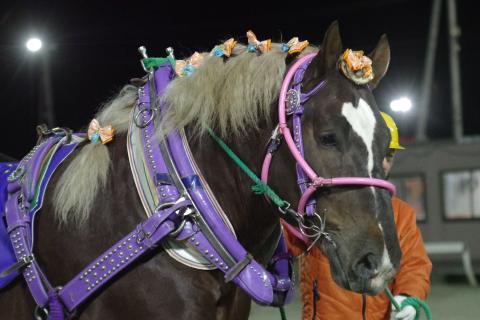 ホクセイハリアー写真