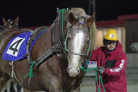 フレイムゴールド写真