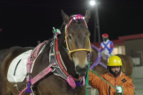 トワイチロ写真