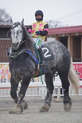 シロガネセンプー写真