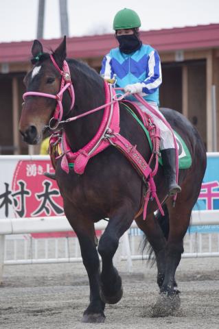 ７Ｒ　ホクセイサクラコ写真