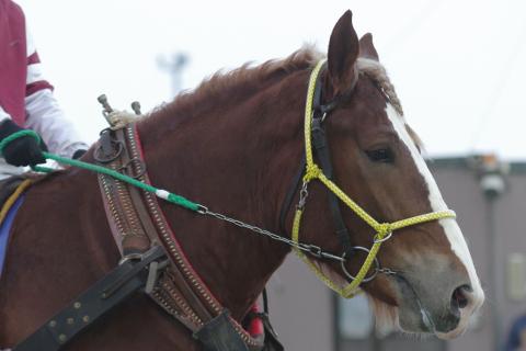パワフルクィーン写真