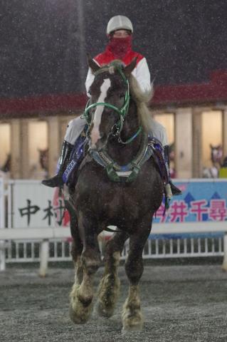 リュウセイペガサス写真